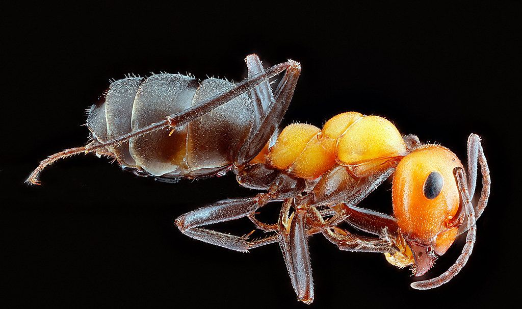 Ant Control service in Madison, WI