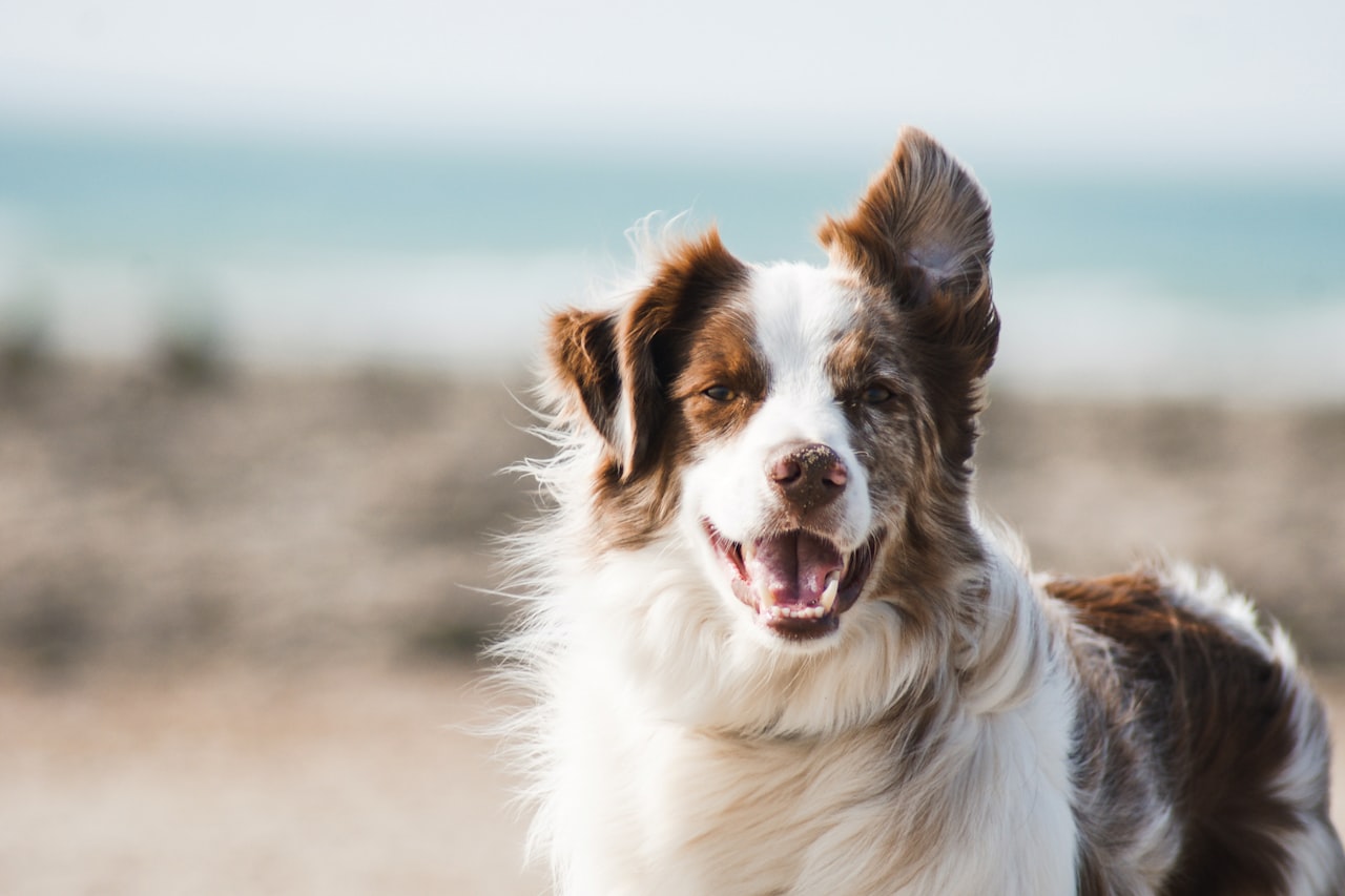 Flea & Tick Control service in Madison, WI