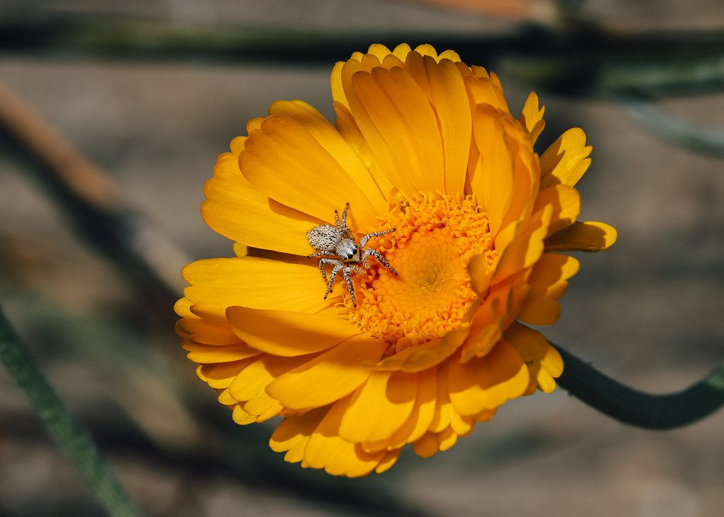 Spider Control service in Madison, WI